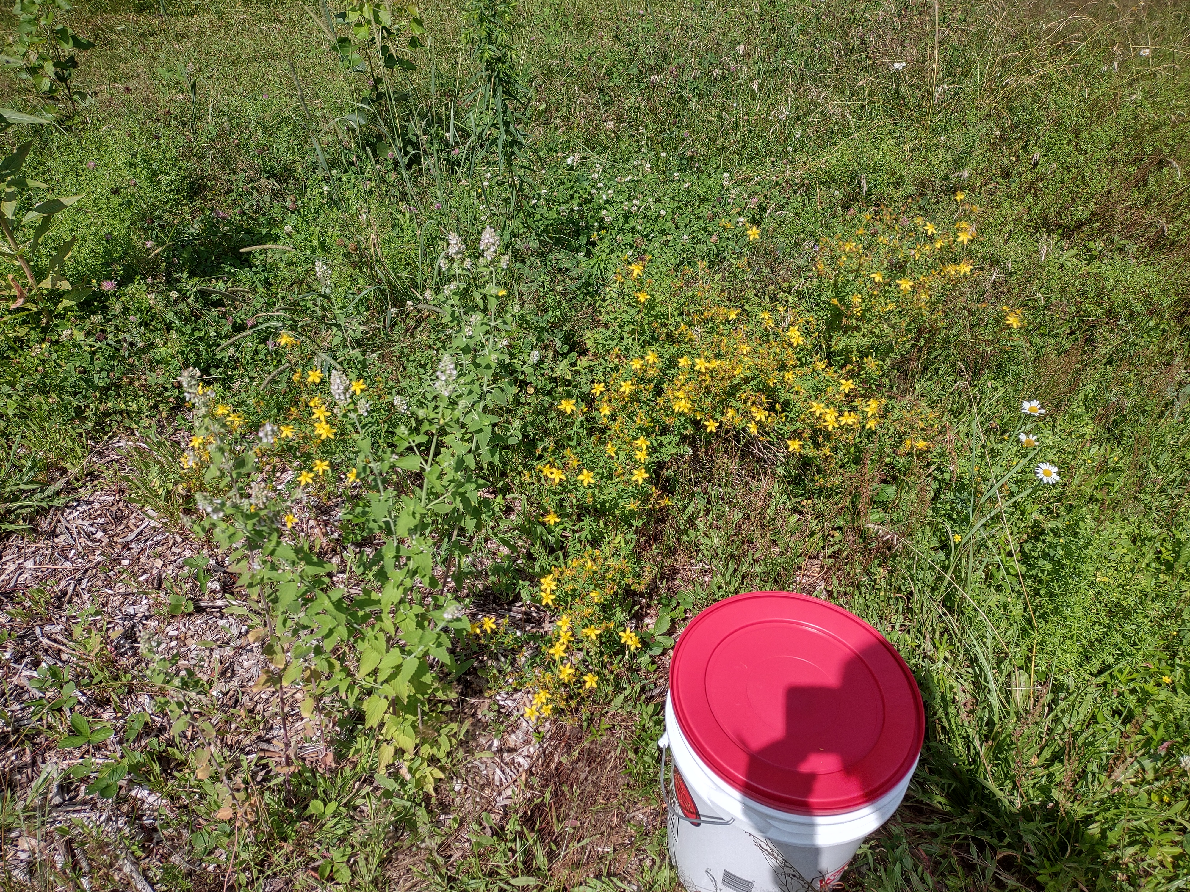 A small section of the field capturing about 10 x 10 feet in focus