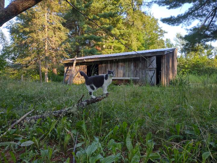 Indy the cat on a large stick with wild lawn in foreground and barn and trees in the background