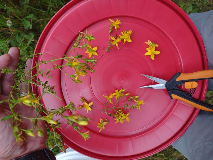 St. John's wort flowers with shears