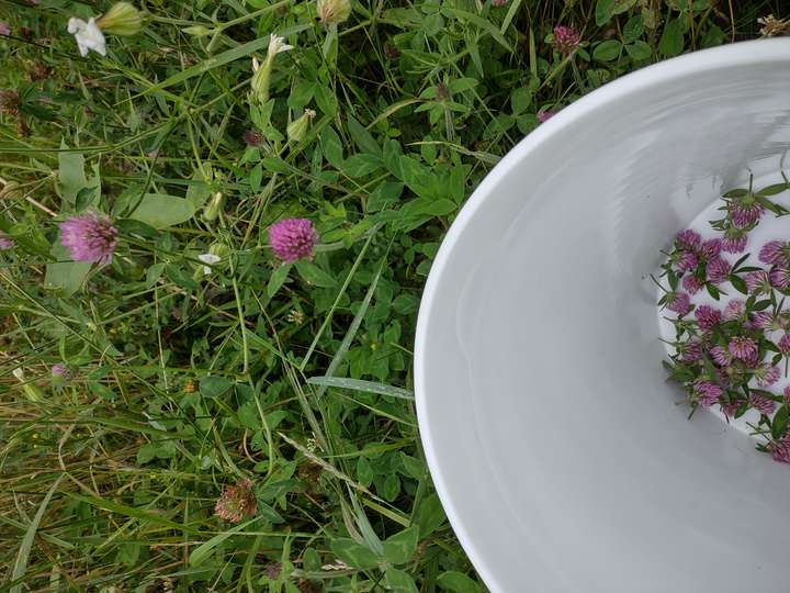 Red clover