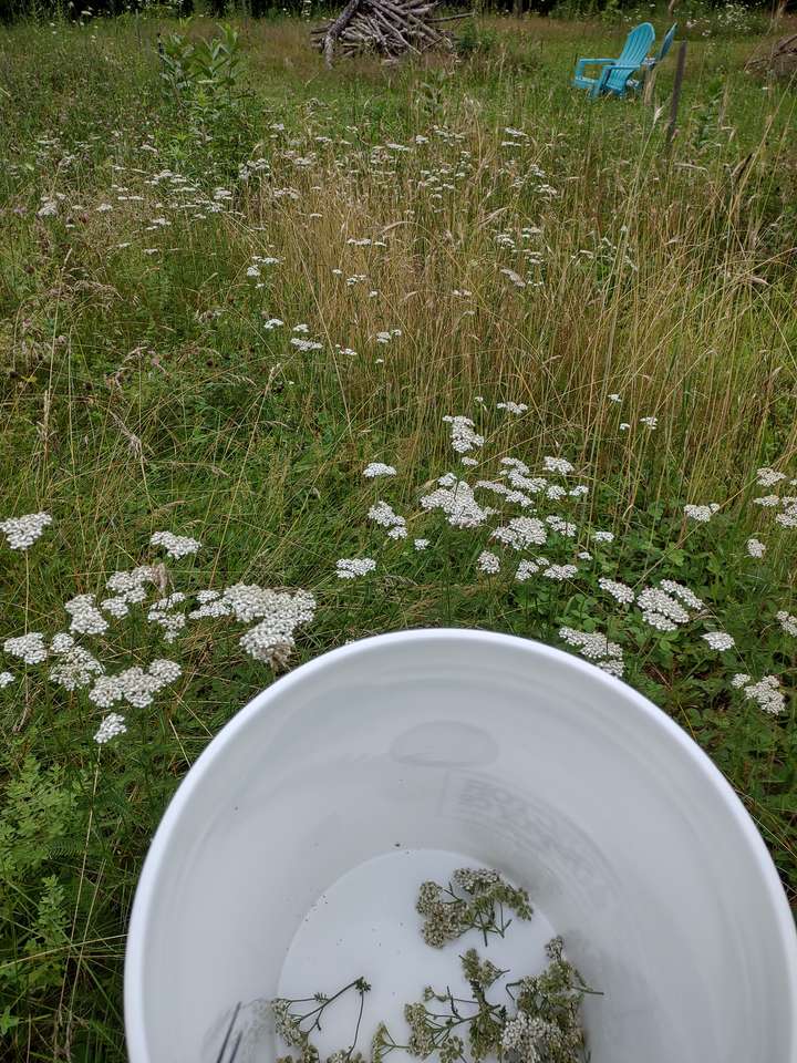 Yarrow