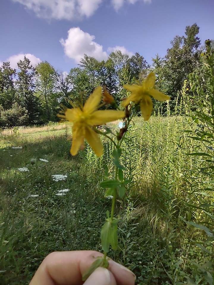 St. John's wort flowers held up with field in background