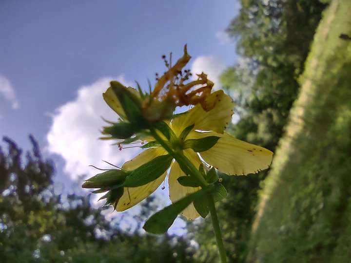 St. John's wort flower from the bottom with sky above