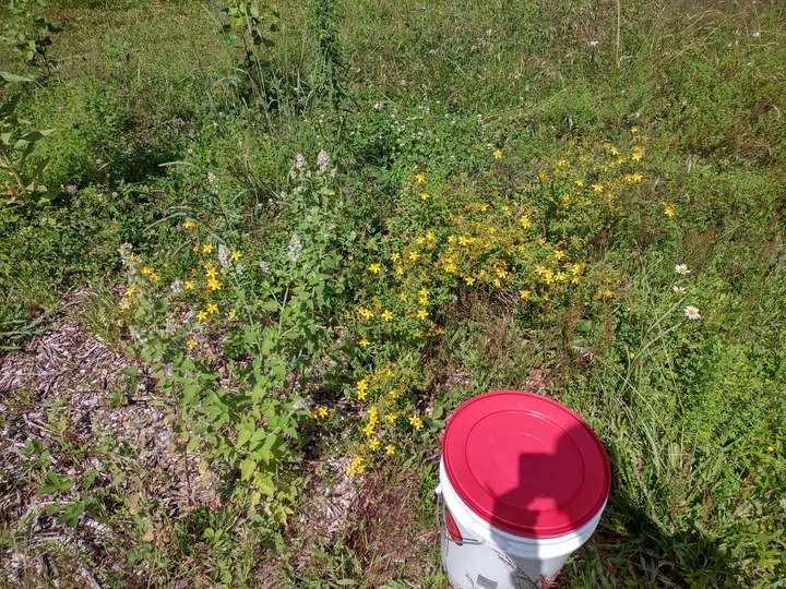 A patch of St. John's wort with a bucket in front with other species surrounding and mulch around