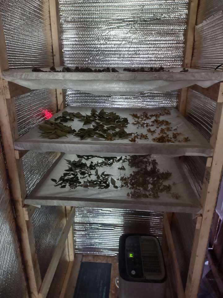 The herbs in the dryer spaced in a single layer on three different shelves