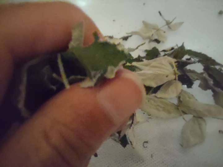 Dried raspberry leaves crumbling between fingers