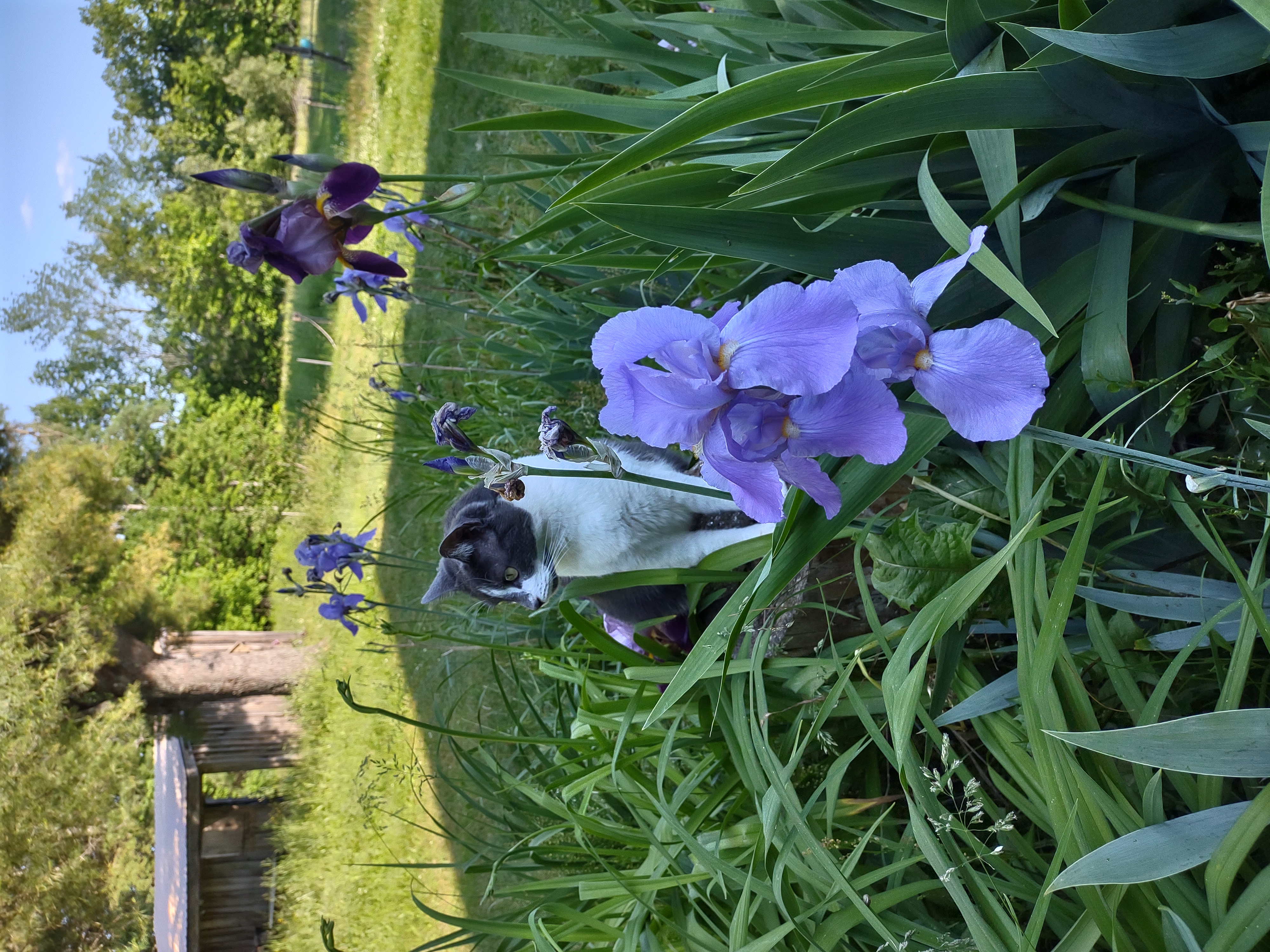 Indy the grey and white cat sits among purple irises on a stump; with purpose