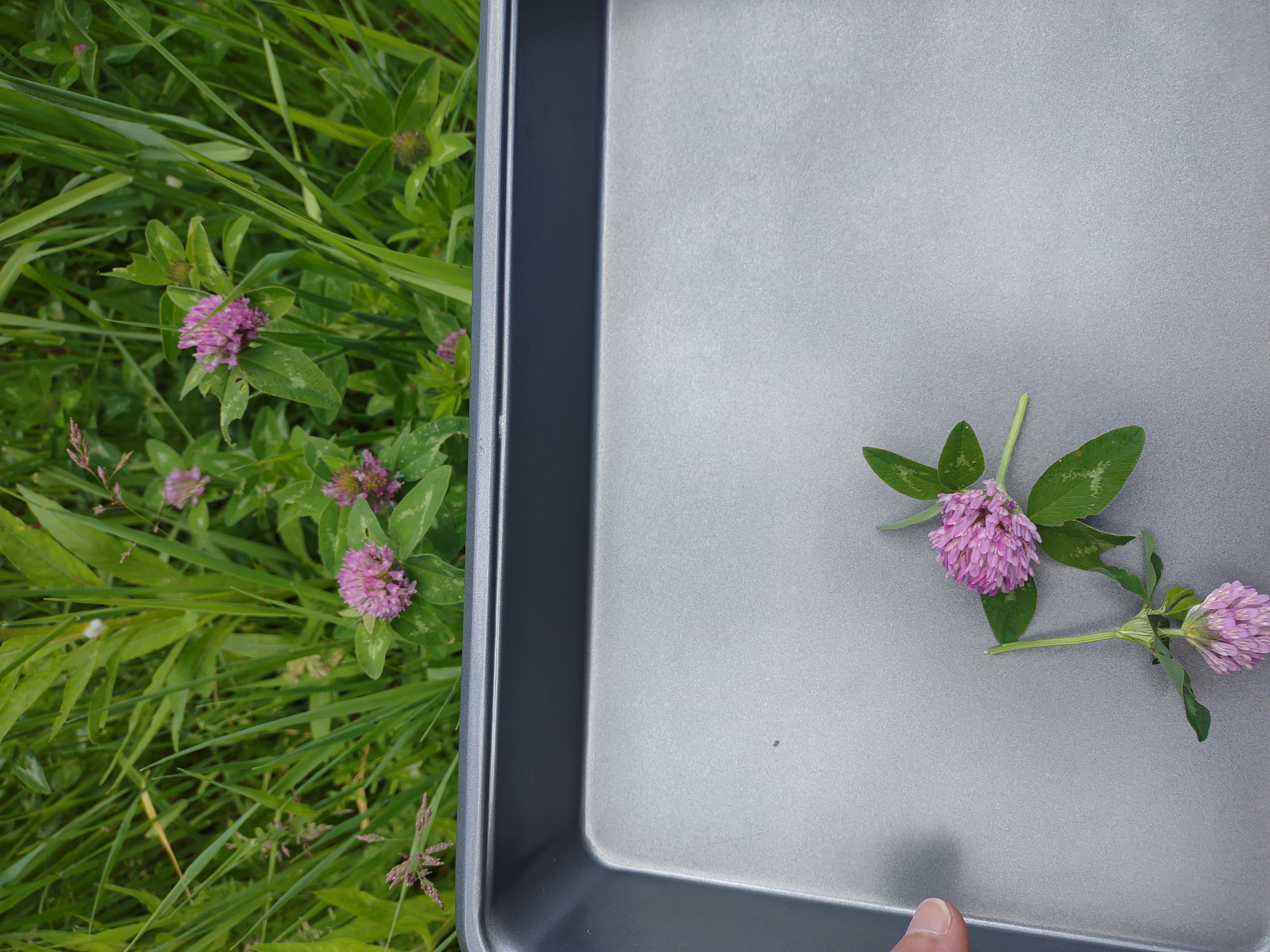 Red clover flower top in a pan