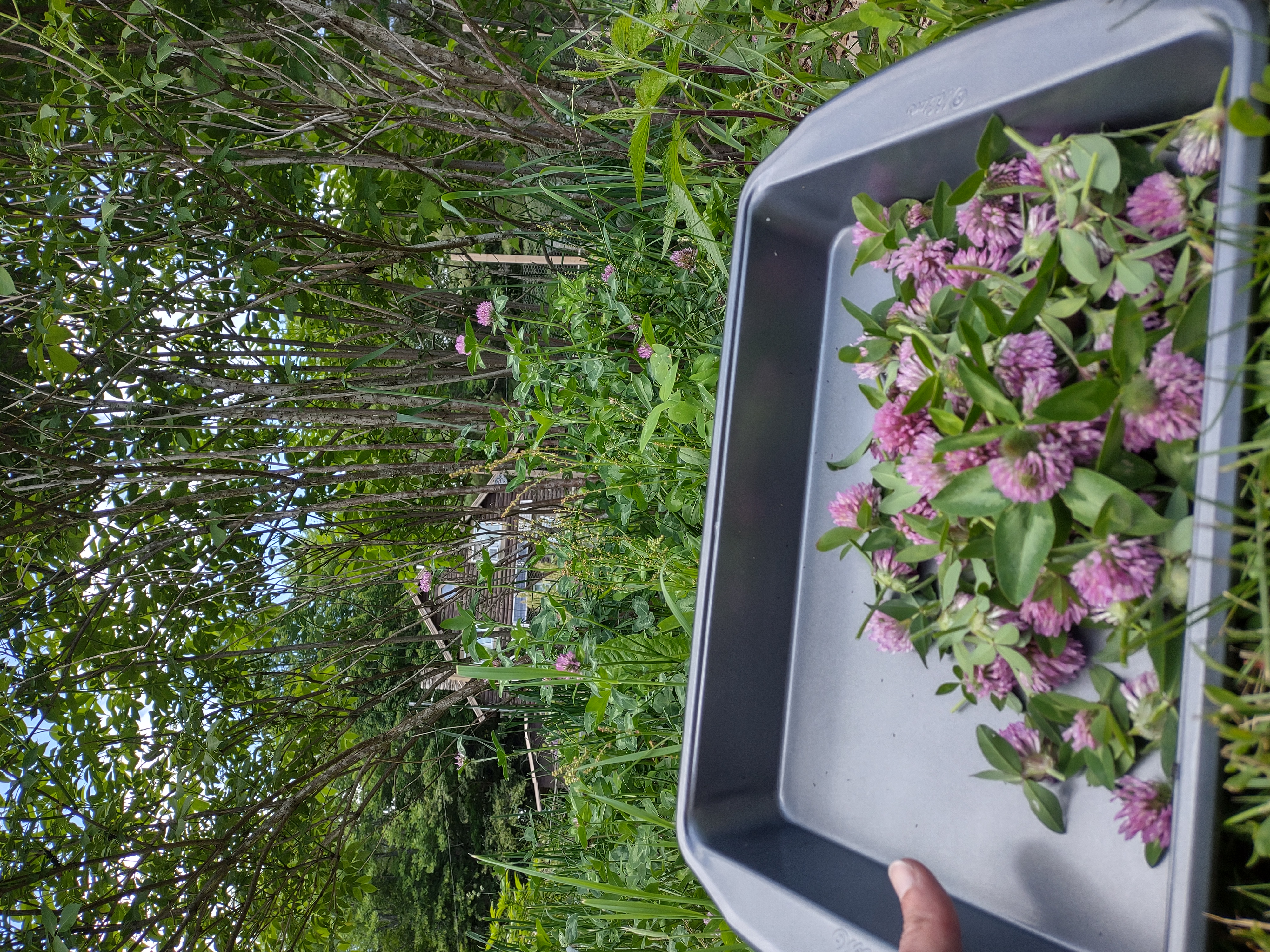 Lots of red clover in a pan and more to pick with an elderberry in the background