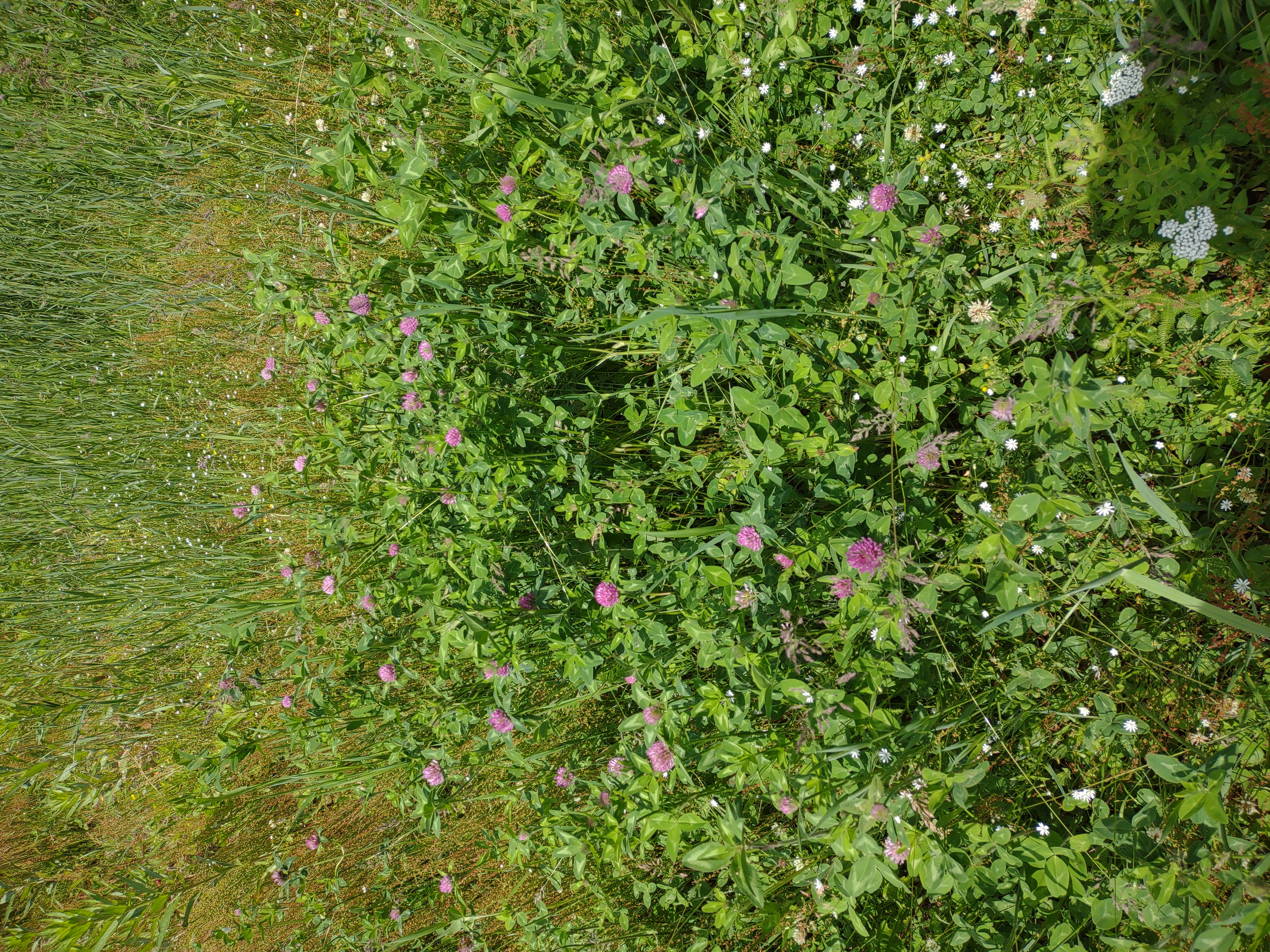 lots of red clover in the field