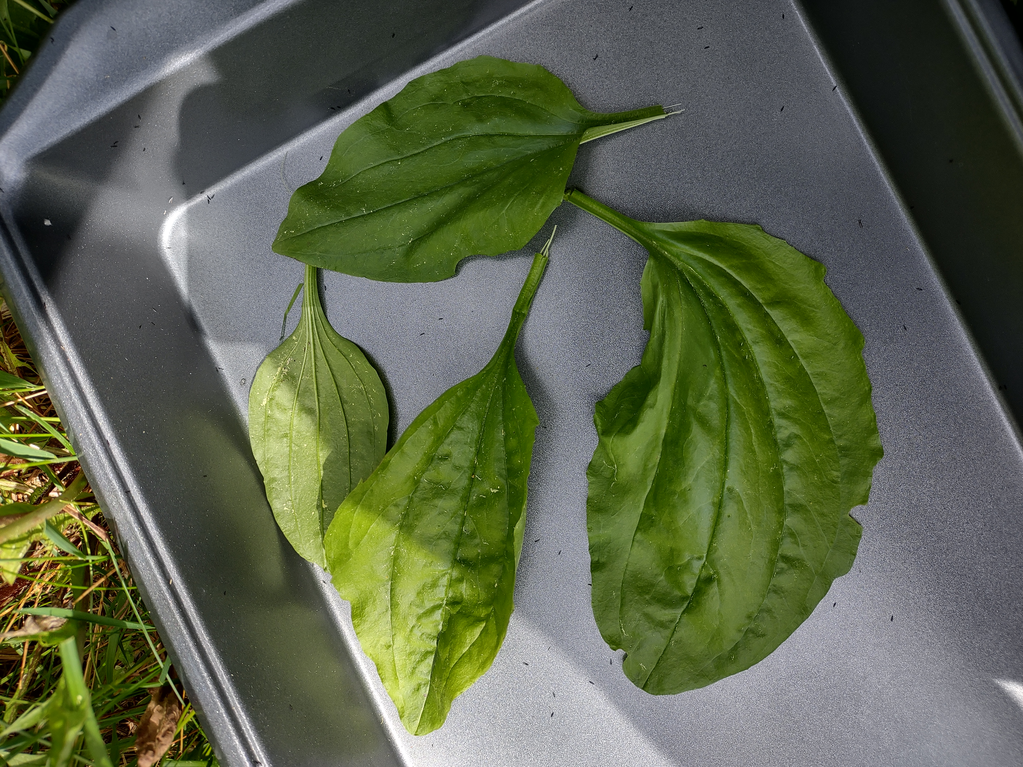 American plantain leaves in a pan