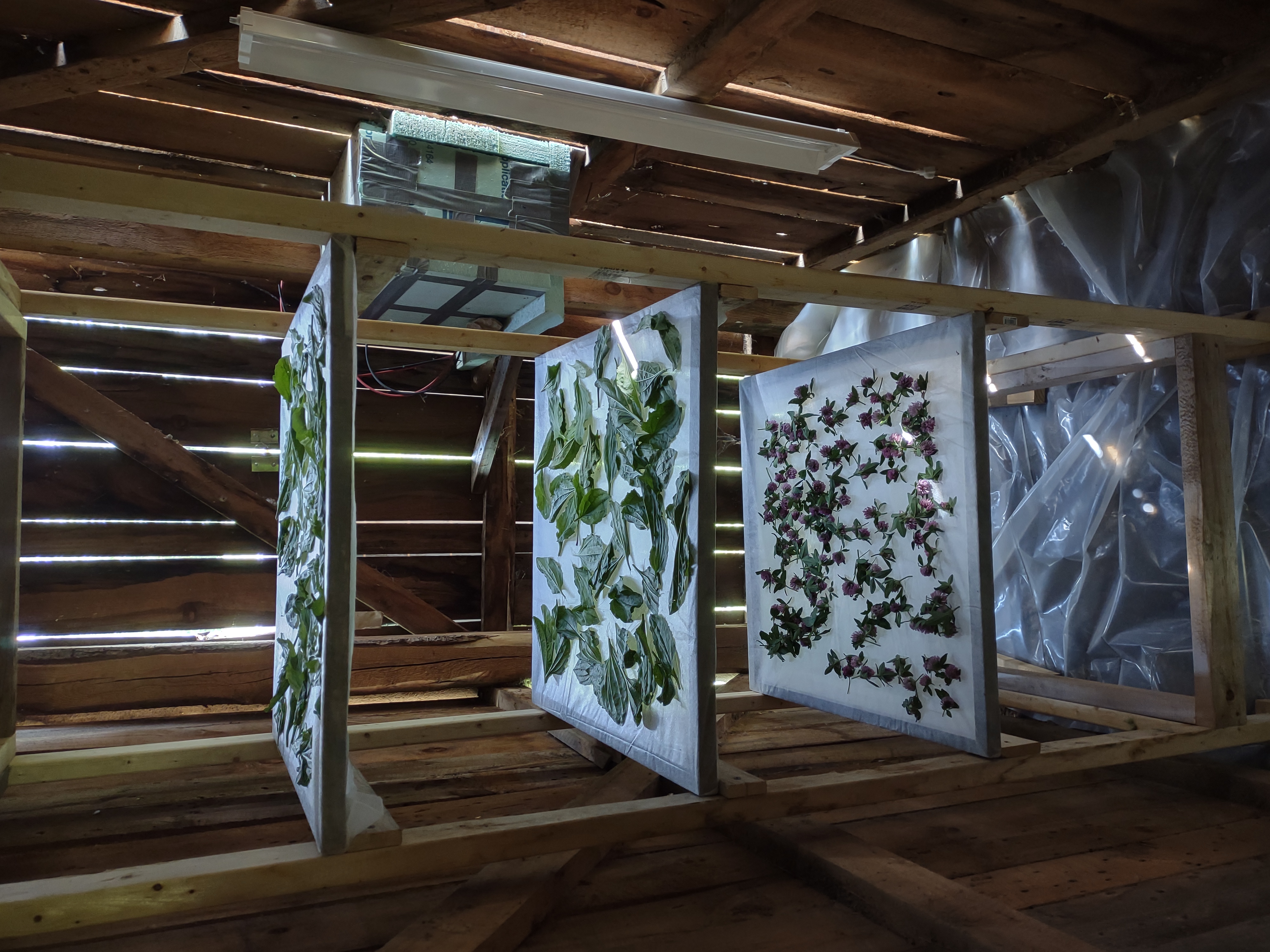 Red clover tops and american plantain leaves in the newly constructed herb dryer