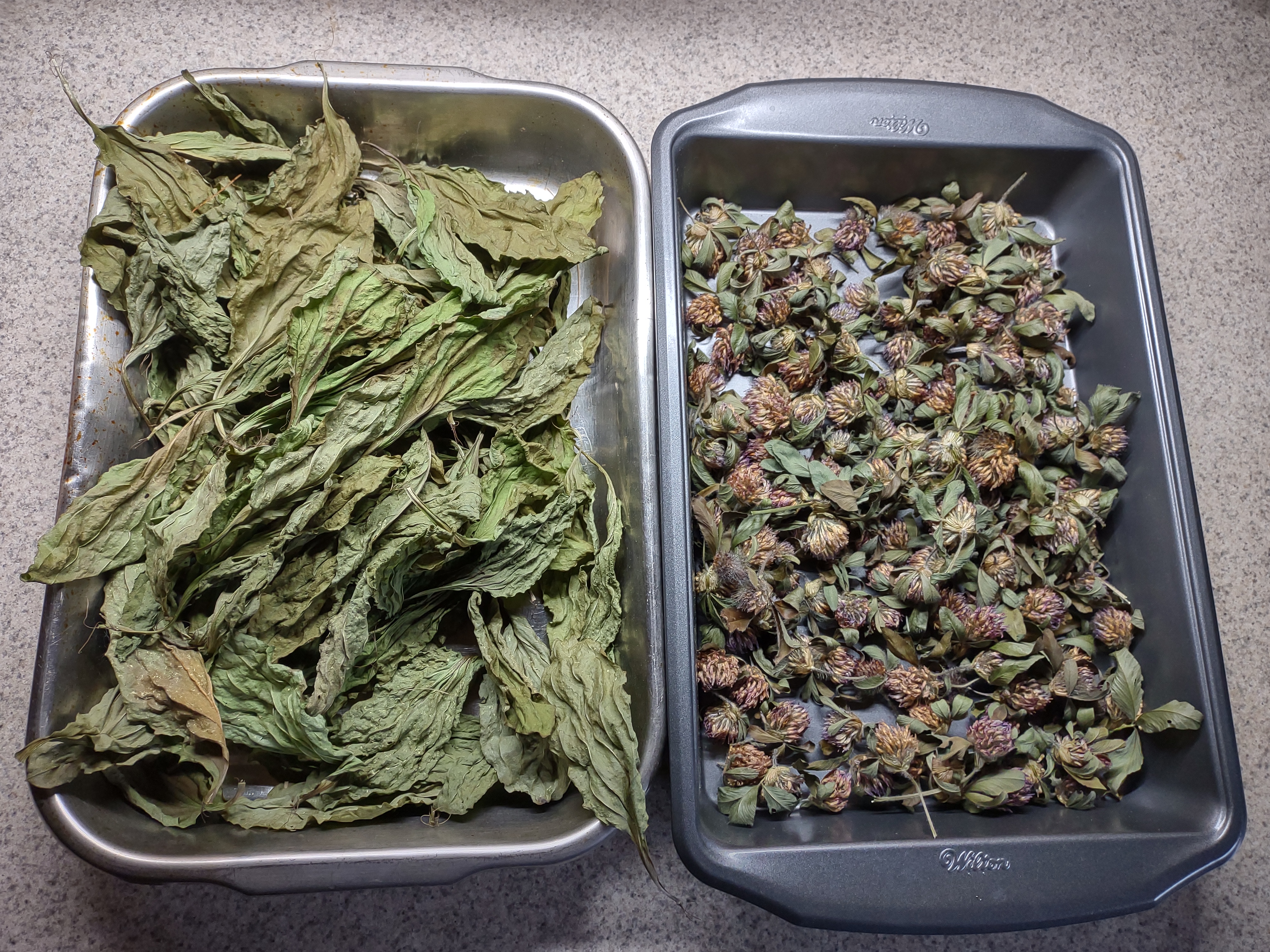 Clover and plantain; mostly finished drying for testing purposes presented in pans.