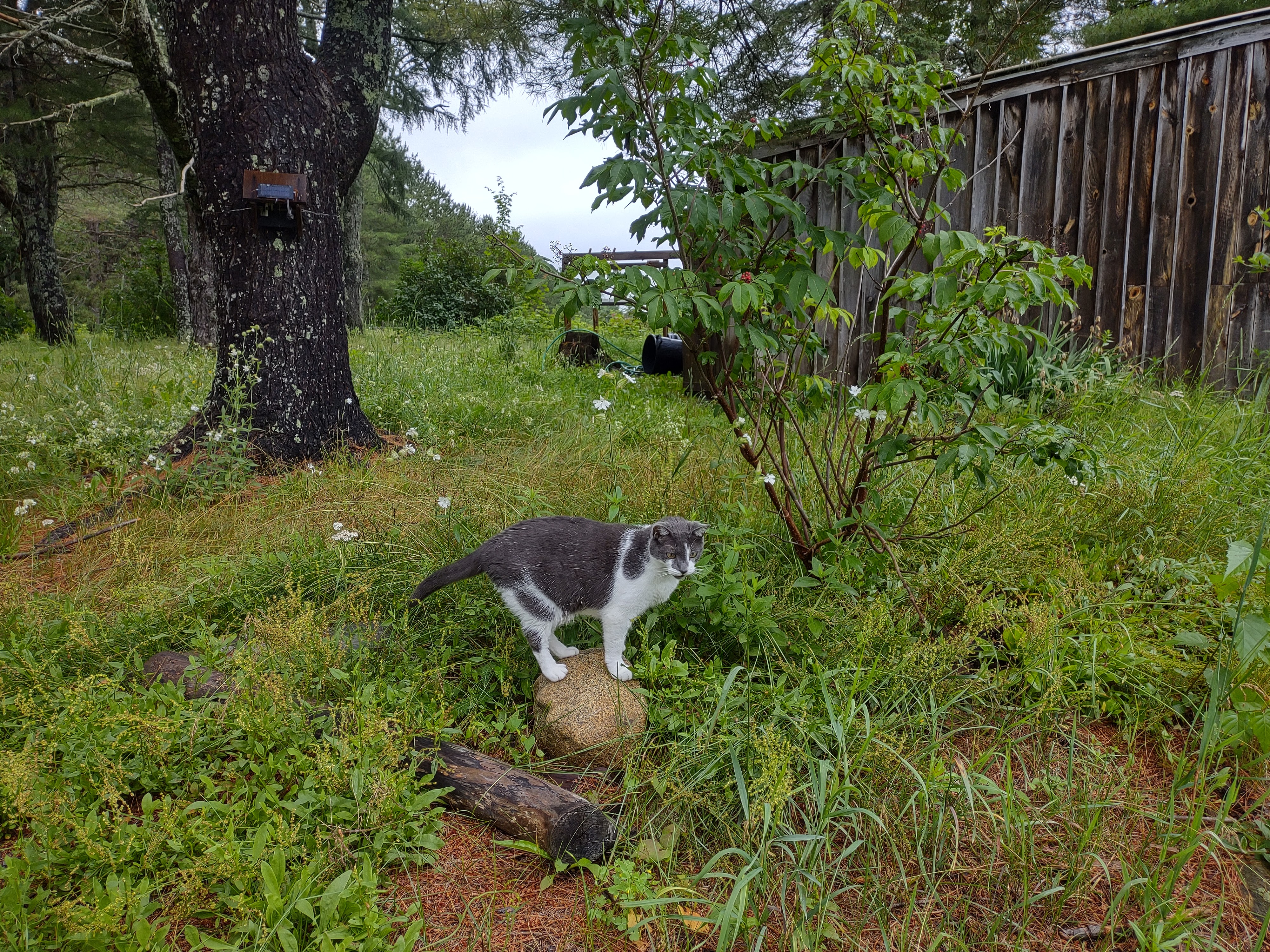 A mature Sambucus racemosa or red elderberry with a lovely grey and white cat named Indy out front