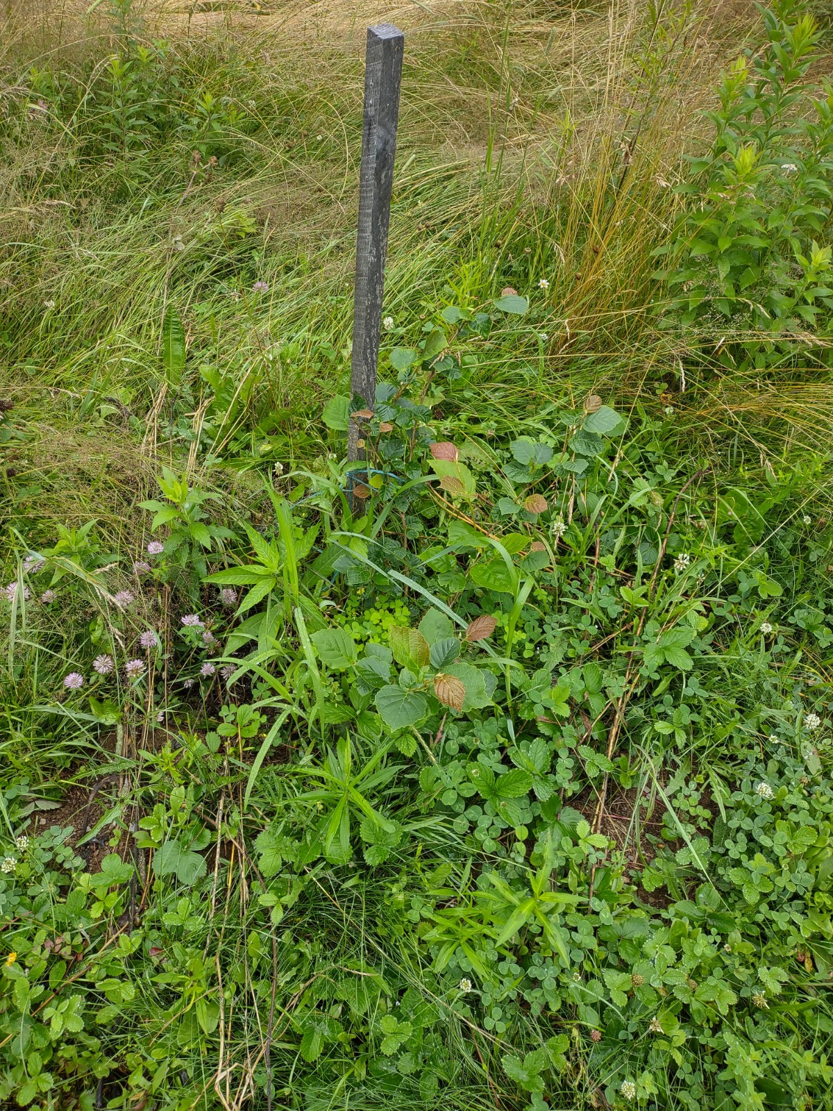 This witch hazel was planted this spring.  I has nearly doubled in size and leafed out nicly.