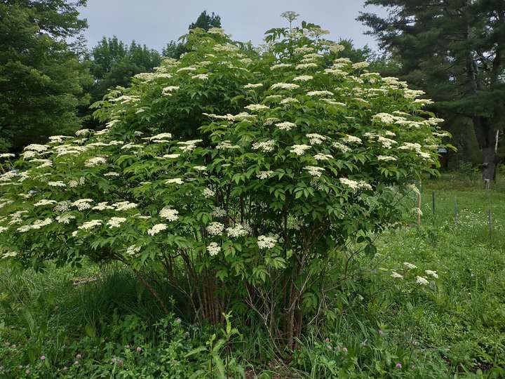 The established elder stand july 4th in full flower (canadensis)