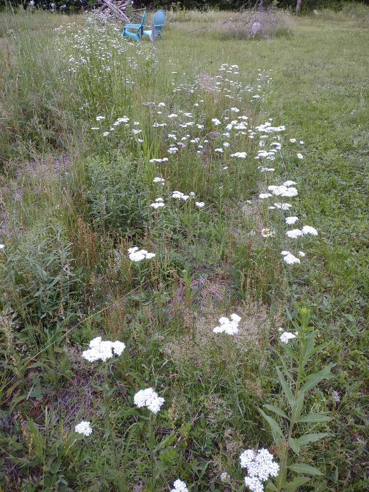 Some yarrow (Achillea millefolium) in flower