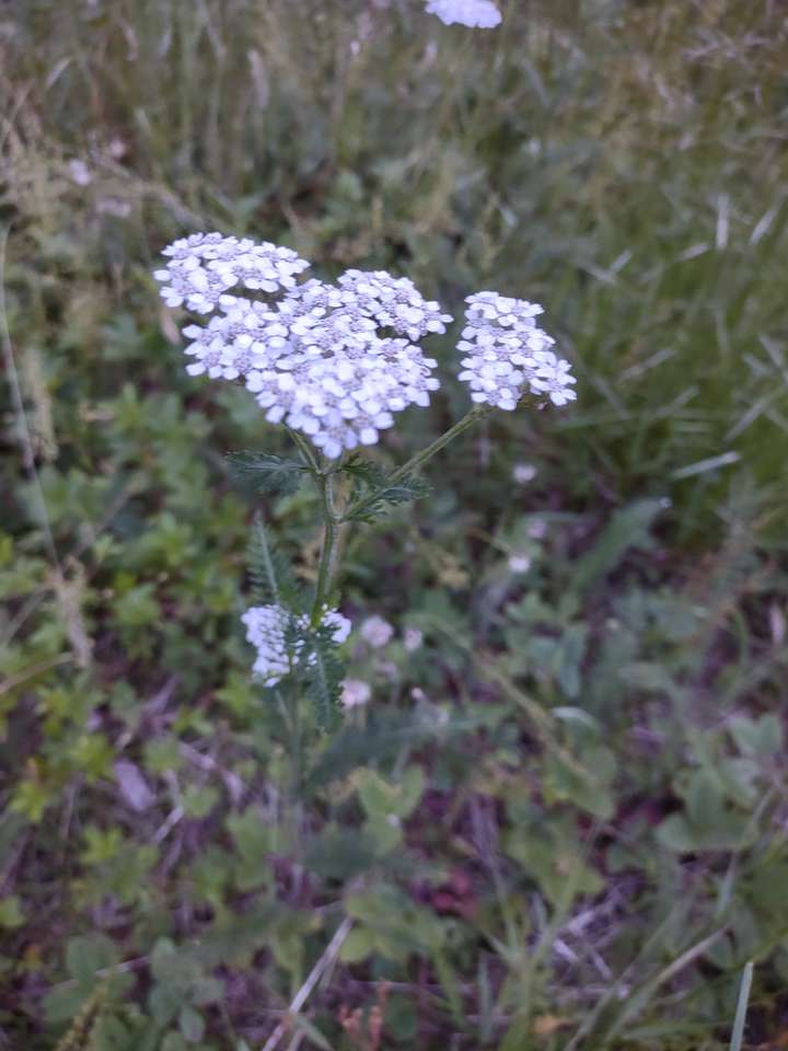 Some yarrow (Achillea millefolium) in flower