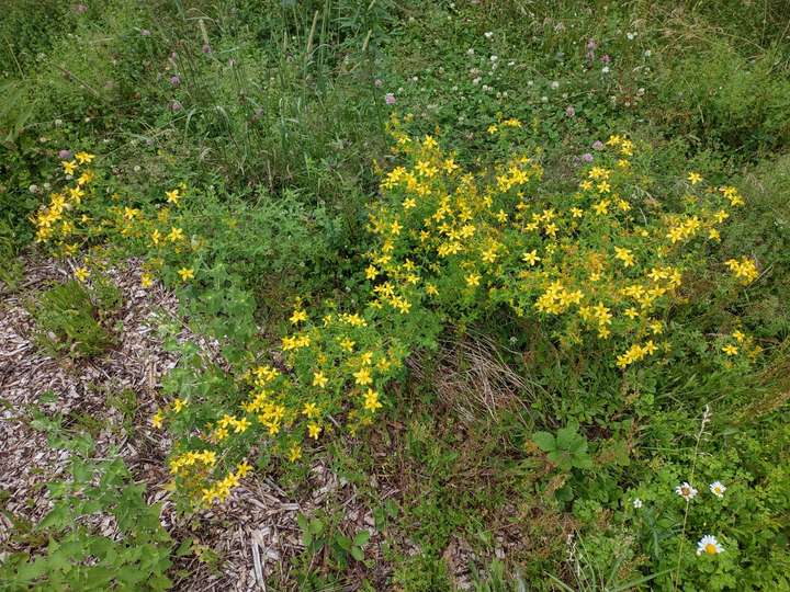 More St. John's wort