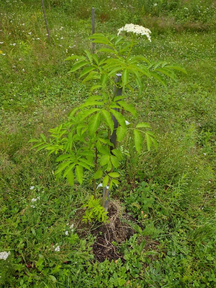 canadensis, healthy in flower