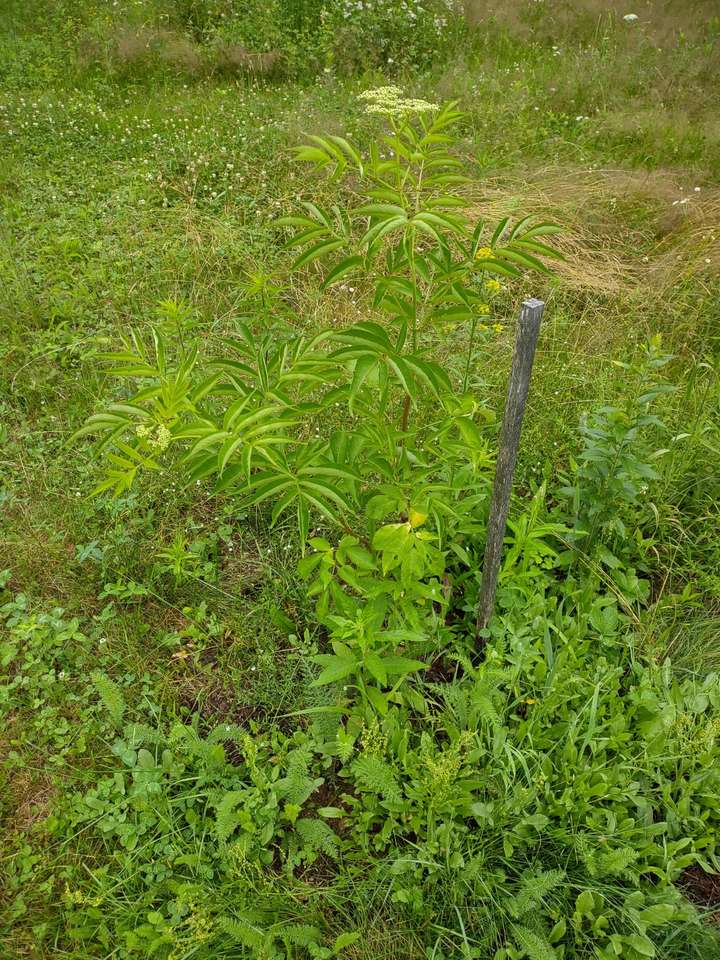 canadensis, healthy in flower