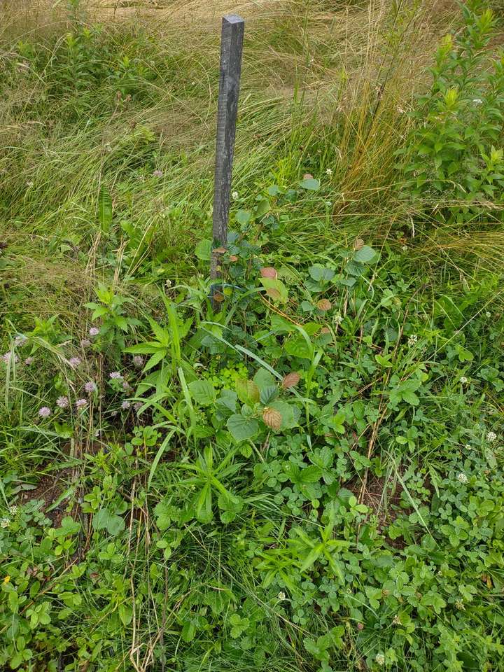 canadensis, healthy in flower