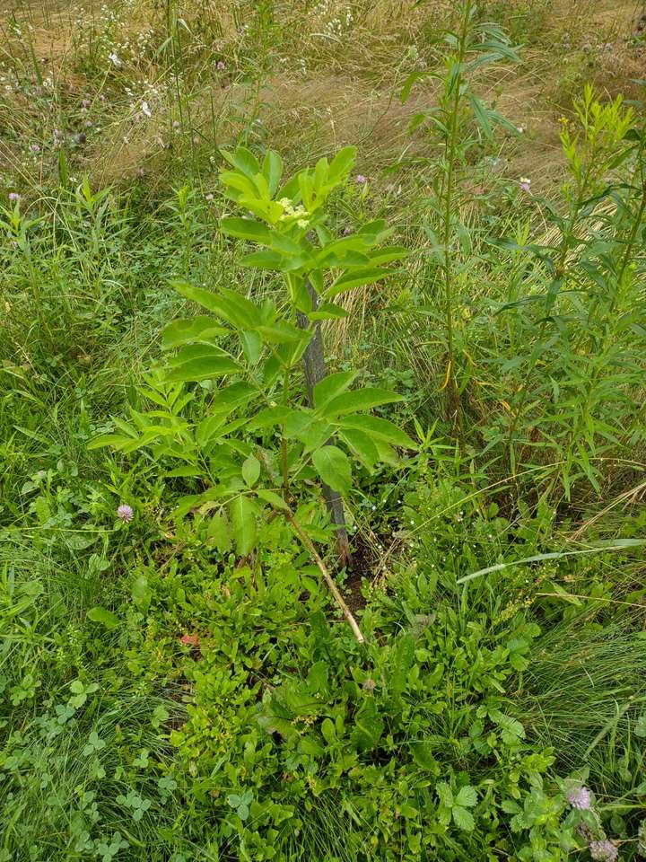 canadensis, healthy in flower