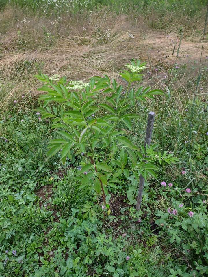 canadensis with three flower clusters (cymes)