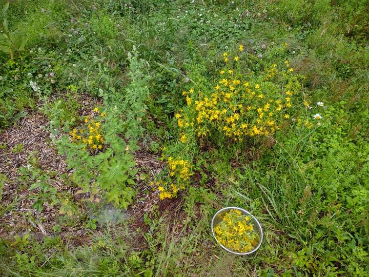 And even more St. John's wort!  With a bowl of freshly harvested aerial parts