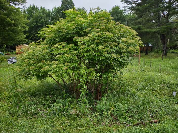 The established elder stand today with most flowers starting to mature to berries (canadensis)