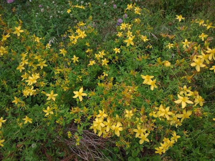 St. John's wort (Hypericum perforatum) braving the rain to bloom